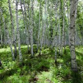 фотографии леса для широкоформатной печати