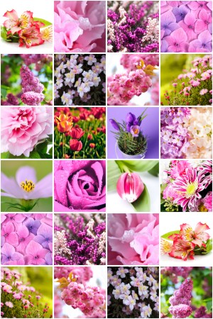 Фотографии цветов на любой вкус