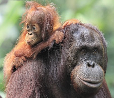 Orangutan mother and son