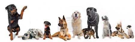 Group of dogs and cat