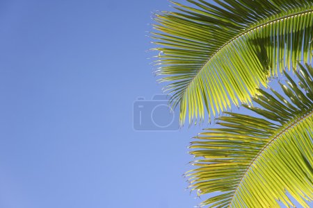 Blue sky palm