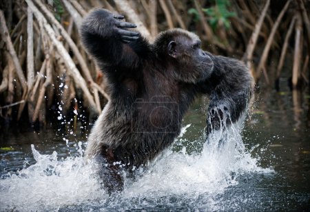 Chimpanzee in water