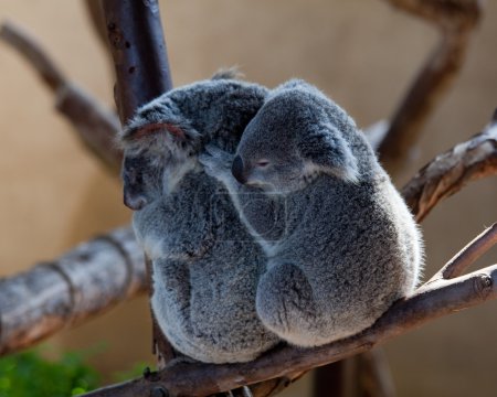 Koala Bears cuddling on a branch