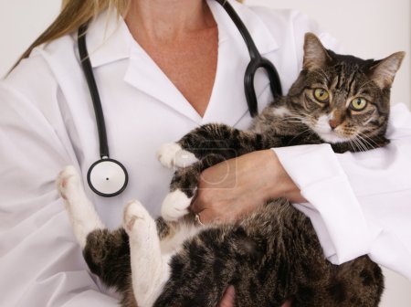 Female veterinarian holds overweight Tabby cat.