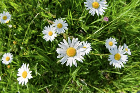 Daisy flowers and green grass, captured from above