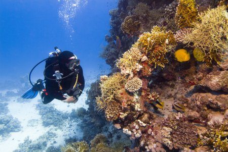 Diver and coral