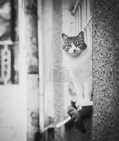 Cat sitting on a window sill