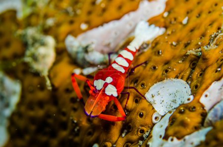 Scuba diving lembeh indonesia colorful shrimp