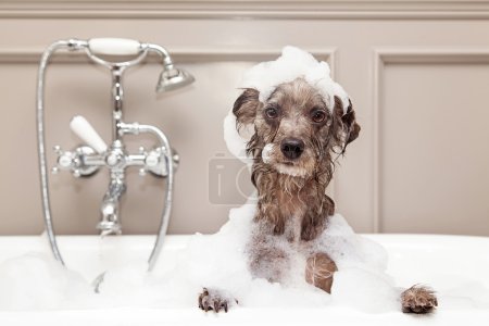 terrier dog taking bubble bath