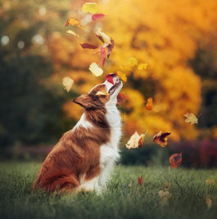 young border collie dog playing with leaves in autumn