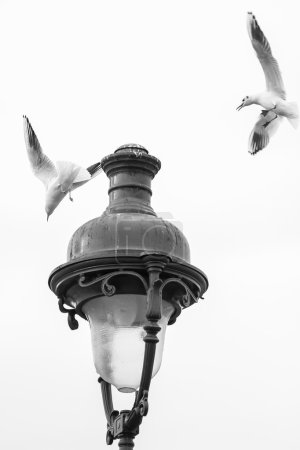 Seagulls flying over a lamppost