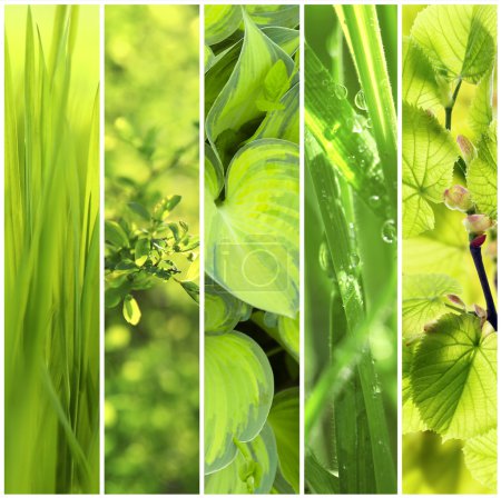  nature green backgrounds