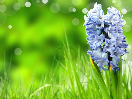 Hyacinths flowers on green background