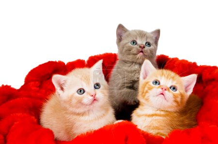 Three cat in velvet