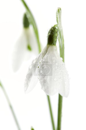 Sparkle snowdrop flower in morning dew, soft focus, white backgr