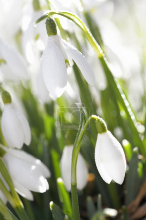 Snowdrop flower in morning dew, soft focus, perfect for postcard