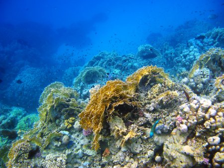 Coral reef in Red sea, Abu Dabab