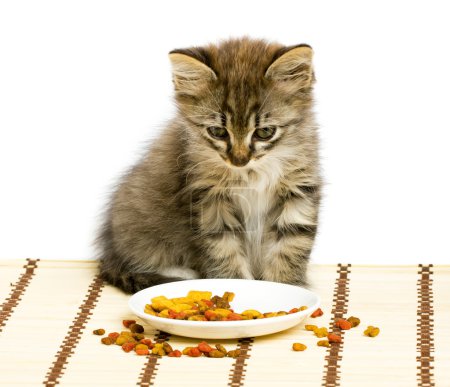 Small kitten eating dry cat food.