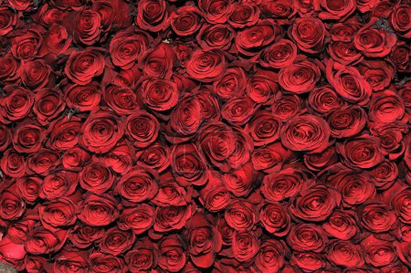 Pretty red bed rose background