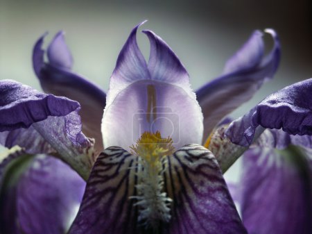 Violet iris close-up