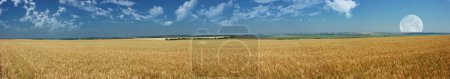 Panorama of wheat field