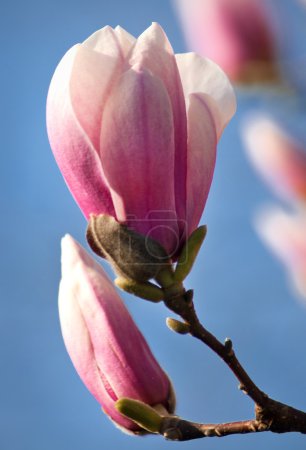 Magnolia blossom Close-up