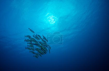 Underwater caribbean sea