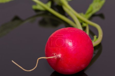 Single red radish isolated on dark background - closeup