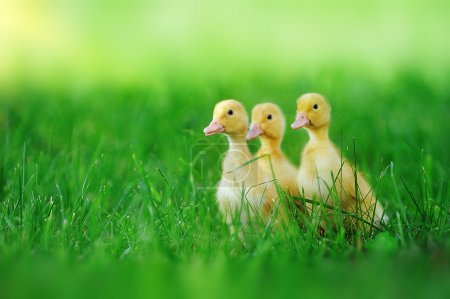 Small ducklings green grass