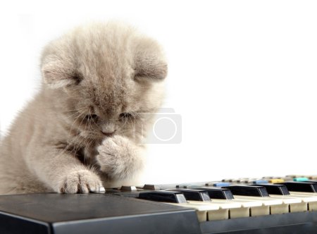 Kitten and piano
