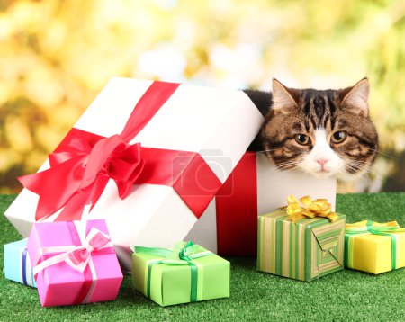 cat in gift box on grass on bright background