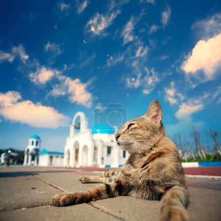 Blue and White Church bell with cat