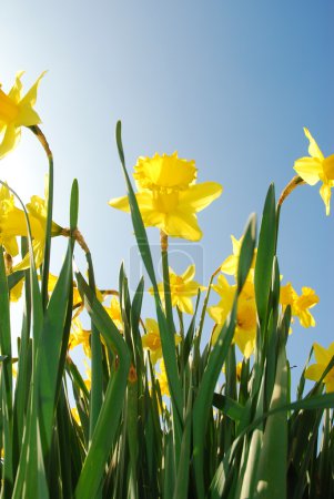 Soaring daffodils