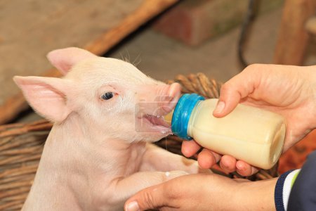 Bottle feed piglet