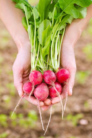 Fresh organic radish in woman