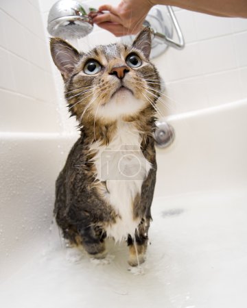 Cat in the shower
