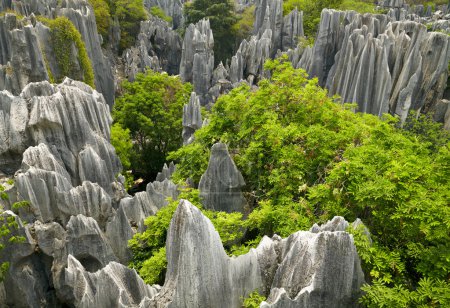 Stone forest park. China