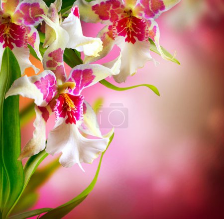 Orchid Flowers Design