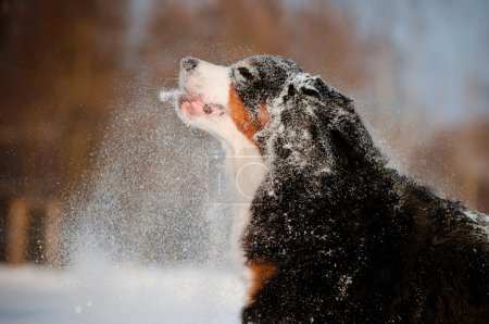 Bernese mountain dog catching snow