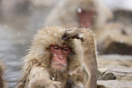 Thinking Snow Monkey