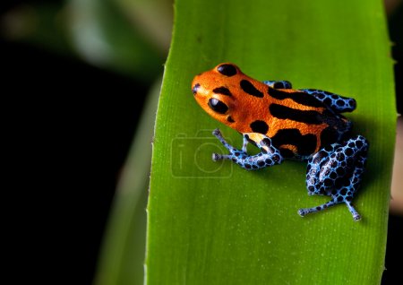 Red striped poison dart frog blue legs