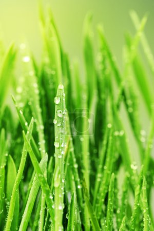 Fresh Grass with Waterdrops