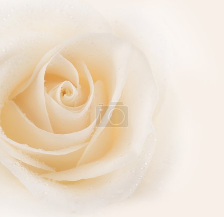 Beautiful Soft Rose