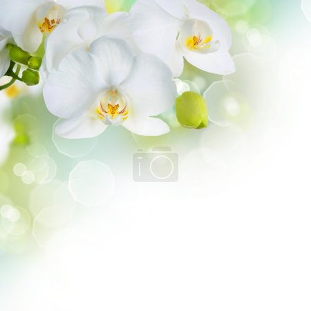 Beautiful White Orchids