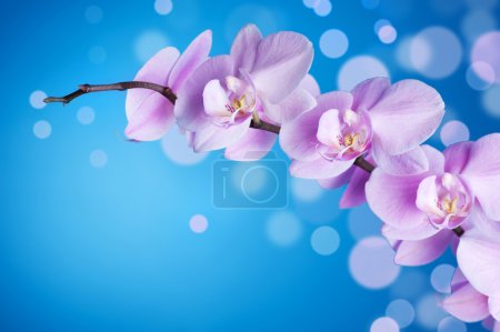 Beautiful Orchid Over Blue