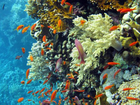 Coral reef with shoal of orange fishes