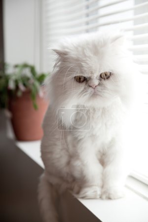 White persian himalayan cat