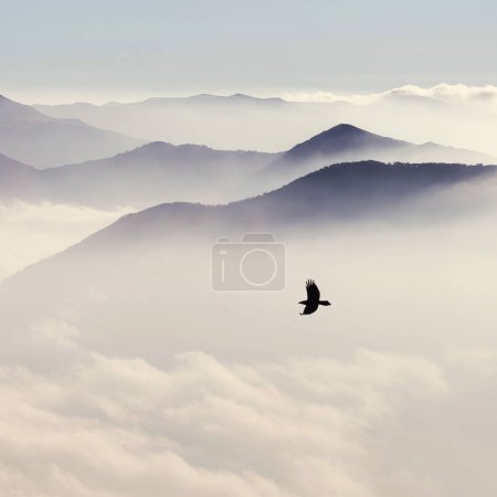 mountains in mist and bird