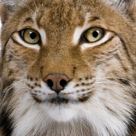 Close-up of Eurasian Lynx, Lynx lynx, 5 years old