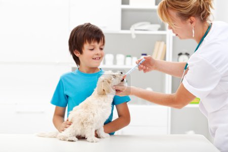 Young boy with his dog at the veterinary